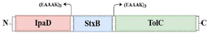 <p>Figure 1. Schematic presentation of the recombinant protein construct consisting of StxB, IpaD, and TolC proteins bound together by the EAAAK linkers.</p>