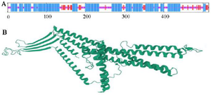 <p>Figure 2. Graphical presentation and assessment of the secondary structure (A). Cartooned secondary structure showing helix 61%, strands 11%, coils 26%, and 50% exposure. Concerning the tertiary structure, the RaptorX predicted the lack of a major burial domain (18%), as shown by the UCSF Chimera (B).</p>