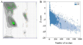 <p>Figure 3. As the Ramachandran plot views the error values of the residues, 97.077% of the amino acids were in the favored area (A). Z-score plots of the ProSA server compared the subunit protein to the pre-determined X-ray and NMR structures and confirmed the angle and distance of the residues (B).</p>