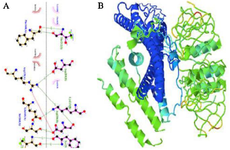 <p>Figure 4. Molecular docking and dynamic simulations. A) the receptor-protein complex, B) the molecular dynamic simulation of the protein receptor interaction.</p>