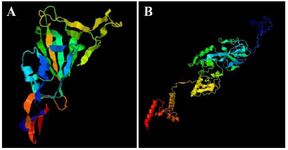 <p>Figure 1. A) Three-dimensional structure of RBD. B) three-dimen-sional structure of N protein.</p>
