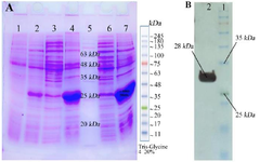 <p>Figure 2. A) Sodium dodecyl sulfate-polyacrylamide gel electrophoresis (SDS-PAGE) analysis of RBD expressions: Lane 1: RBD clone uninduced with IPTG as control extract in B buffer, Lane 2: RBD clone induced with 0/5 <em>mM</em> IPTG, 4 <em>hr</em> and extract in B buffer, Lane 3: RBD clone induced with 1 <em>mM</em> IPTG, 4 <em>hr</em> and extract in PBS buffer, Lane 4: RBD clone induced with 1 <em>mM</em> IPTG, 4 <em>hr</em> and extract in B buffer, Lane 5: Molecular weight marker, L ane 6: RBD clone induced with 0/5 <em>mM</em> IPTG, over night and extract in B buffer, Lane 7: RBD clone induced with 1 <em>mM</em> IPTG, over night and extract in B buffer. B) Western Blot analysis of the RBD protein, Lane 1: Molecular weight marker, Lane 2: RBD protein.</p>