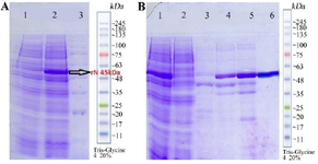 <p>Figure 3. A) Sodium dodecyl sulfate-polyacrylamide gel electrophoresis (SDS-PAGE) analysis of N expressions: lane1: N clone uninduced with IPTG as control. Lane 2: N clone induced with Isopropyl &beta;-d-1-thiogalactopyranoside (IPTG), lane 3: Molecular weight marker. B) Sodium dodecyl sulfate-polyacrylamide gel electrophoresis (SDS-PAGE) analysis of N purification: lane 1: Pre Flu, lane 2: Flu, lane 3: I40 (1 <em>ml</em>), lane 4: I100 (1 <em>ml</em>), lane 5: I150 (1 <em>ml</em>), lane 6: I250 (500 <em>&mu;</em><em>l</em>).</p>
