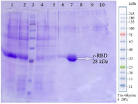 <p>Figure 4. Sodium dodecyl sulfate-polyacrylamide gel electrophoresis (SDS-PAGE) analysis of RBD purification. Lane 1: sample before purification, lane 2: Flu, lane 3: Molecular weight marker, lane 4: C(2 <em>ml</em>), lane 5: D(2 <em>ml</em>), lane 6: E1(500 <em>&mu;l</em>), lane 7: E2(500 <em>&mu;l</em>), lane 8: E3(500 <em>&mu;l</em>), lane 9: E4(500 <em>&mu;l</em>), lane 10: Cu Buffer(1 <em>ml</em>).</p>

