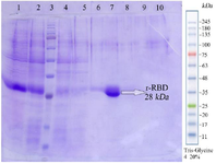 <p>Figure 4. Sodium dodecyl sulfate-polyacrylamide gel electrophoresis (SDS-PAGE) analysis of RBD purification. Lane 1: sample before purification, lane 2: Flu, lane 3: Molecular weight marker, lane 4: C(2 <em>ml</em>), lane 5: D(2 <em>ml</em>), lane 6: E1(500 <em>&mu;l</em>), lane 7: E2(500 <em>&mu;l</em>), lane 8: E3(500 <em>&mu;l</em>), lane 9: E4(500 <em>&mu;l</em>), lane 10: Cu Buffer(1 <em>ml</em>).</p>
