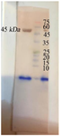 <p>Figure 5. Western Blot analysis of the N protein, Lane 1: Molecular weight marker, lane 2: N protein.</p>
