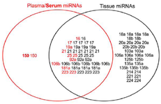 <p>Figure 1. Venn diagram showing the intersection of deregulated miRNAs in GC profiling studies. The plasma and serum (Bold) miRNAs identified by GC profilings are shown in red color, while the tissue miRNAs are dipicted in black color. The "miR-" prefix has been deleted from the miRNAs&rsquo; name.</p>
