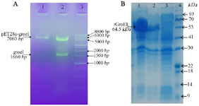 <p>Figure 1. A) Confirmation of the recombinant plasmids by double-digestion on gel lectrophoresis. Lane 1: the purified plasmids of pET28-groEL (clone 1) on 1% agarose gel; Lane 2: the double digested products using BamH1/HindIII for pET28-groEL (~1664 <em>bp</em>); Lane 3: molecular weight marker (1 <em>Kb</em> DNA ladder). B) SDS PAGE analysis of groEL recombinant protein expression. Lanes 1, 2:&nbsp; total protein of two induced <em>E. coli</em> clones; Lane 3: total protein of non-induced cells; Lane 4: protein weight marker (Pr901641, Sina colon).</p>
