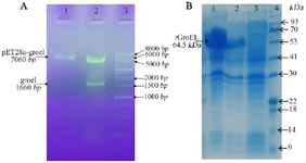 <p>Figure 1. A) Confirmation of the recombinant plasmids by double-digestion on gel lectrophoresis. Lane 1: the purified plasmids of pET28-groEL (clone 1) on 1% agarose gel; Lane 2: the double digested products using BamH1/HindIII for pET28-groEL (~1664 <em>bp</em>); Lane 3: molecular weight marker (1 <em>Kb</em> DNA ladder). B) SDS PAGE analysis of groEL recombinant protein expression. Lanes 1, 2:&nbsp; total protein of two induced <em>E. coli</em> clones; Lane 3: total protein of non-induced cells; Lane 4: protein weight marker (Pr901641, Sina colon).</p>
