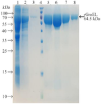 <p>Figure 2. Purification of the recombinant protein through affinity chromatography using Ni-NTA resin columns. Lane 1: cell lysate; Lane 2: flow-through; Lane 3: column washed with imidazole 20 <em>mM</em>; Lane 4: protein weight marker (PageRuler&trade; Prestained Protein Ladder, 10 to 180 <em>kDa</em>, Thermo Fisher); Lanes 4-8: purified protein after elution with imidazole 250 <em>mM</em>.</p>
