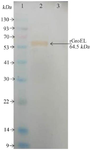 <p>Figure 3. Western blott analysis of the recombinant protein. Lane 1: Protein weight marker, (Sl7012, Sina colon). Lane 2: purified recombinant protein. Lane 3: BSA as control.</p>
