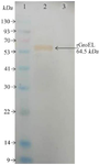 <p>Figure 3. Western blott analysis of the recombinant protein. Lane 1: Protein weight marker, (Sl7012, Sina colon). Lane 2: purified recombinant protein. Lane 3: BSA as control.</p>
