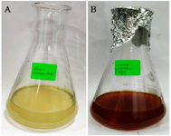 <p>Figure 1. Bio-reduction of Ag ions to AgNPs using <em>Citrullus colocynthis</em> fruit extract with 1 <em>mM</em> silver nitrate (A) Initial stage (B) complete reduction after 48 <em>hr</em>.</p>
