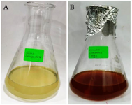 <p>Figure 1. Bio-reduction of Ag ions to AgNPs using <em>Citrullus colocynthis</em> fruit extract with 1 <em>mM</em> silver nitrate (A) Initial stage (B) complete reduction after 48 <em>hr</em>.</p>
