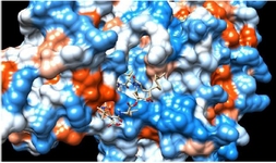 <p>Figure 2. Molecular docking interaction: cyclic peptide drug docked with target protein (electrostatic surface interaction). The ability of cyclic peptide to inhibit target from multiple &nbsp;&nbsp;sites.</p>