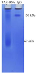 <p>Figure 1. Both KLH and BSA were simultaneously conjugated with TAZ peptide. TAZ-KLH conjugation was indirectly evaluated by SDS-PAGE gel with using TAZ+BSA instead. The observed smear indicates the quality of conjugation representing different molecular weight as a result of random covalent binding.</p>