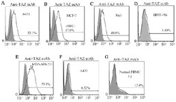 <p>Figure 5. Reactivity of 1F3 with cell surface TAZ on membranes of Burkitt's lymphoma, breast cancer and squamous cell carcinoma lines using flow cytometry technique. Values demonstrate the percentages of positive cells. 1F3 detected cell surface expression of TAZ in pathological conditions with no reactivity in normal conditions. Anti-TAZ mAb was applied on: A) A431, B) MCF-7, C) Raji D) HFFF-PI6 E) MDA-MB-231 G) Normal PBMC (anti-TAZ mAb) and anti-TAZ pAb was used on F) A431 (commercial pAb anti TAZ).</p>