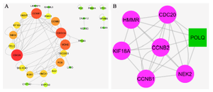 <p>Figure 2. PPI network and MCOD cluster. A)&nbsp;The nodes with a high degree are shown with a bigger size and the color of dark red. B) The green node represents the seed gene.</p>