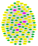 <p>Figure 4. Gene regulatory network.&nbsp;The shared genes of 10% highest degree, betweenness centrality, and closeness centrality merged motifs. The yellow rectangle is transcription factors, the green diamond show miRNAs, and the pink circular represents the genes.</p>