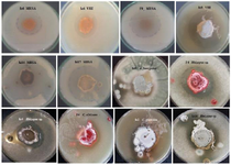 <p>Figure 1. The antimicrobial activity of several <em>actinomycete</em> strains against hospital-acquired bacterial and fungal isolates.</p>
