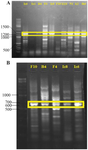 <p>Figure 2. PCR amplification of PKS-I (A) and PKS-II (B) gene sequences with an amplicon size of 1200-1400 and 600-700 <em>bp</em>, respectively, for a number of strains at 57 and 55<em>&ordm;C</em>, respectively. The name of strains has mentioned at the top of gel.</p>