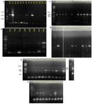 <p>Figure 3. PCR amplification of PKS-I (A and B), PKS-II (C and D) and NRPS (E and F) gene sequences with an amplicon size of 1200-1400, 600-700 and 700-800 <em>bp</em> using primers K1F/M6R, KS&alpha;F/KS&alpha;R and A3F/A7R, respectively, on agarose gel 1%. The name of strains has mentioned at the top of gel.</p>