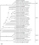 <p>Figure 5. Bayesian inference tree showing the phylogenetic relationship among the eight selected strains and the type strain species of <em>Streptomyces</em> with the highest 16S rDNA sequence similarity. Posterior probabilities for the nodes are shown under the branches.</p>