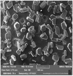 <p>Figure 5. SEM image indicates the formation of variable sizes of nanoparticles.</p>
