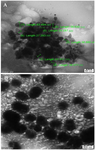 <p>Figure 6. The synthesized nanogels were spherical in shape with an average size of around 19.73 <em>nm</em>, revealed by TEM.</p>
