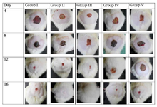 <p>Figure 7. Photographic representation of contraction rate showing percent wound contraction area on different post-excision days at different time intervals in excision wound model in experimental groups. Group I placebo control rats. Group II rats were treated with 5% nanogel, and Group III rats were treated with 10% nanogel. Group IV rats were treated with a traditional formulation, and Group V rats were treated with 0.2 % <em>w/w</em>, nitrofurazone.</p>