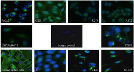 <p>Figure 2. The Immunocytochemistry (ICC) assay results using the produced anti-vimentin (7C11-D9) and different cells with different species and tissue origin. Sheep anti-mouse FITC conjugated was used as a secondary antibody, and DAPI was employed for nucleus staining. The green fluorescence represents the interaction of the 7C11-D9 antibody the blue color represents the nucleus. A fluorescent microscope with a 40&times; magnification was used for visualization.</p>