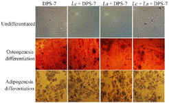 <p>Figure 2. Morphologies and osteogenic/adipogenic differentiation potentials of the dental pulp stem cells. Phase-contrast microscope images of DPS-7 cells at Passage 5 cultured in 2D media showed fibroblastic morphology. The DPS-7 cells (untreated and treated with probiotics) differentiated into osteogenic and adipogenic lineages following three weeks of <em>in vitro </em>differentiation induction culture. Alizarin red S and oil red O staining showed osteogenic and adipogenic differentiations of the DPS-7 cells, respectively. Cell differentiation capacity and morphology revealed that the DPS-7 cells included characteristics similar to that the mesenchymal stem cells did. DPS-7 cells, dental pulp stem cells 7; Lc, <em>Lactobacillus casei</em>; La, <em>Lactobacillus acidophilus.</em></p>