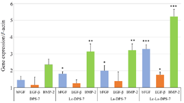 <p>Figure 5. Effects of probiotic treatment on DPS-7 cell gene expression assessed using RT-qPCR. Comparative analysis of <em>bFGF, EGF-&beta;</em> and <em>BMP-2 </em>gene expression levels in DPS-7, Lc-DPS-7, La-DPS-7 and Lc-La-DPS-7 is shown in the figure. The &beta;-actin served as a reference gene. Expression levels of <em>bFGF</em> (p&lt;0.001), <em>EGF-&beta;</em> (p&lt;0.05) and <em>BMP-2</em> (p&lt;0.001) genes significantly increased in Lc-La-DPS-7, compared to the untreated group rather than single-pro-biotic treated groups.</p>
<p>*p&lt;0.05, **p&lt;0.01, ***p&lt;0.001. DPS-7, dental pulp stem cells 7; Lc, <em>Lactobacillus casei</em>; La, <em>Lactobacillus acidophilus.</em></p>