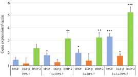 <p>Figure 5. Effects of probiotic treatment on DPS-7 cell gene expression assessed using RT-qPCR. Comparative analysis of <em>bFGF, EGF-&beta;</em> and <em>BMP-2 </em>gene expression levels in DPS-7, Lc-DPS-7, La-DPS-7 and Lc-La-DPS-7 is shown in the figure. The &beta;-actin served as a reference gene. Expression levels of <em>bFGF</em> (p&lt;0.001), <em>EGF-&beta;</em> (p&lt;0.05) and <em>BMP-2</em> (p&lt;0.001) genes significantly increased in Lc-La-DPS-7, compared to the untreated group rather than single-pro-biotic treated groups.</p>
<p>*p&lt;0.05, **p&lt;0.01, ***p&lt;0.001. DPS-7, dental pulp stem cells 7; Lc, <em>Lactobacillus casei</em>; La, <em>Lactobacillus acidophilus.</em></p>