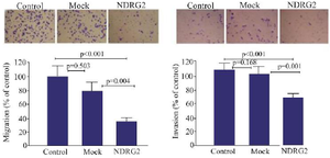 <p>Figure 4. The effects of <em>NDRG2</em> overexpression on the migration and invasion of A549 cells using transwell assay. The percentage of migrated and invaded A549 cells in the mock plasmid transfected (mock), pAdenoVator-Sur-P-NDRG2-IRES-GFP-transfected (NDR-G2), and control non-transfected cells. The data represent the mean&plusmn; SD of three independent experiments. The data were analyzed using Kruskal-Wallis test.</p>