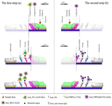 <p>Figure 1. Schematic of multiplex LFIA system based on a dual AuNPs conjugate. a) Peptidoglycan strip (<em>S. aureus</em> specific strip), b) PBP2a strip (MRSA specific strip).</p>