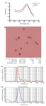 <p>Figure 2. A) Characterization of the bare AuNPs (14&plusmn;2 <em>nm</em>) and conjugated AuNPs whit visible spectra of AuNPs B) TEM of AuNPs and C1) Dynamic light scattering metrics (DLS spectrum) of bare AuNP (14 &plusmn;2 <em>nm</em>) and c2) DLS spectrum conjugated AuNPs.</p>