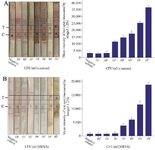 <p>Figure 4. Limit of detection of LFIA strips. A) Peptidoglycan strip (<em>S. aureus</em> specific strip). B) PBP2a strip (MRSA specific strip).&nbsp; Imaging analysis of the LFIA strips showed that the first significant signal in the detection of <em>S. aureus</em> isolates in the first step (a) was at 10<sup>3</sup> CFU/<em>ml</em> and the first significant signal in the detection of MRSA isolates in the second step (b) was at 10<sup>4</sup> <em>CFU/ml.</em></p>