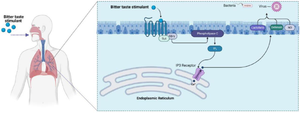 <p>Figure 1. The role of T2R38 receptor against pathogens.</p>