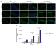 <p>Figure 4. Evaluation of IVL expressions in the study groups. A) IVL expression in diabetic wounds was visualized by immunofluorescence staining through Alexa Fluor&reg;488 labeling of IVL. These sections were also counterstained with DAPI. &nbsp;Scale bar = 50 <em>&micro;m</em>. B) Relative fluorescence intensity of IVL expression of diabetic wounds was compared in different groups. p-values less than 0.05, 0.01, 0.001, and 0.0001 were shown with *, **, ***, and ****, respectively.</p>
