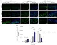 <p>Figure 5. Evaluation of Type III collagen expressions in the study groups. A) Type III collagen levels in diabetic wounds was visualized by immunofluorescence staining through Alexa Fluor&reg;488 labeling of Type III collagen. These sections were also counterstained with DAPI.&nbsp; Scale bar = 50 <em>&micro;m</em>. B) Relative fluorescence intensity of type III collagen expression of diabetic wound. p-values less than 0.05, 0.01, 0.001, and 0.0001 were shown with *, **, ***, and ****, respectively.</p>
