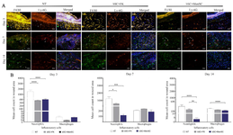 <p>Figure 6. Neutrophil and macrophage enumerations in diabetic wound area. A) Neutrophil and macrophage were labeled by double immunofluorescence staining of diabetic wound sections by PE conjugated anti-Ly-6G/Ly-6C (Gr-1) targeted neutrophils (white arrows) and Alexa Fluor&reg;488 conjugated anti-F4/80 targeted macrophages (white arrowhead). These sections were also counterstained with DAPI.&nbsp; Scale bar = 50 <em>&micro;m</em>. B) Quantitative analysis of inflammatory cell enumerations at three time points among all groups. p-values less than 0.05, 0.01, 0.001, and 0.0001 were shown with *, **, ***, and ****, respectively.</p>
