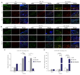 <p>Figure 7. Effect of diabetic wound dressing on M1 and M2 macrophage subpopulations. A) M1 macrophages were labeled by double immunofluorescence staining of diabetic wound sections for Alexa Fluor&reg;488 conjugated anti-F4/80 and PE conjugated anti-CD38. B) M2 macrophages were labeled by double immunofluorescence staining of diabetic wound sections through Alexa Fluor&reg;488 conjugated anti-F4/80 and PE conjugated anti-CD206. Nuclei were visualized with DAPI (scale bar = 50 <em>&micro;m</em>). C) Comparative evaluation of M1 phenotype subpopulation in diabetic wound treated in study groups. D) Comparative evaluation of M2 phenotype subpopulation in diabetic wound treated in study groups. p-values less than 0.05, 0.01, 0.001, and 0.0001 were shown with *, **, ***, and ****, respectively.</p>
