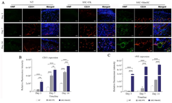 <p>Figure 8. Angiogenesis and Vasculogenesis evaluations in diabetic wound healing. A) Diabetic wound sections were labeled by double immunofluorescence staining of CD31 and vWF expression pattern through PE conjugated anti-CD31 and Alexa Fluor&reg;488 conjugated anti-vWF. These sections were also counterstained with DAPI.&nbsp; Scale bar = 50 <em>&micro;m</em>. Comparative evaluation of relative fluorescence intensity of CD31 expression, B) and vWF expression, C) were evaluated on days 3, 7 and 14 in diabetic wounds. p-values less than 0.05, 0.01, 0.001, and 0.0001 were shown with *, **, ***, and ****, respectively.</p>
