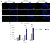 <p>Figure 9. Evaluation of innervation pattern in diabetic wound healing. A) Diabetic wound sections were labeled by immunofluorescence staining of PGP9.5 expression pattern through Alexa Fluor&reg;488 conjugated anti- PGP9.5. Indirect immunofluorescence staining for innervation assessment targeted diabetic wounds. These sections were also counterstained with DAPI.&nbsp; Scale bar = 50 <em>&micro;m</em>. B) Comparative evaluation of relative fluorescence intensity of PGP9.5 expressions in diabetic wound. p-values less than 0.05, 0.01, 0.001, and 0.0001 were shown with *, **, ***, and ****, respectively.</p>
