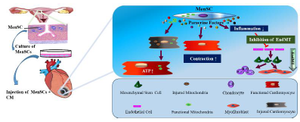 <p>Figure 7. The role of MenSCs+CM in cardiac function.</p>