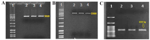 <p>Figure 1. Electrophoresis of the enzymatic digest of the PMK90 plasmid vector using the restriction enzymes SmaI and XbaI. A) plasmid vector digested with SmaI, B) plasmid vector digested with XbaI, C) gel electrophoresis of the chimeric core-NS3 fragment digested with XbaI.</p>
