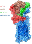 <p>Figure 2. Schematic model of the HCV core-NS3 and AIDA translocator protein on the surface of <em>E. coli</em>.</p>
