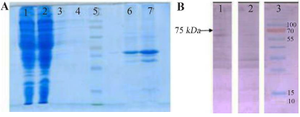 <p>Figure 3. SDS-PAGE and Western blot assay on proteins obtained from various fragments of genetically engineered bacteria and control separated by ultracentrifugation.</p>
<p>
A) SDS-PAGE on various fragments separated by ultracentrifugation. 1: Cytoplasmic proteins of <em>coli</em> BL21(DE3) strain transfected with pMK90 vector, 2: Cytoplasmic proteins of <em>E.coli</em> BL21(DE3) strain transfected with pMK90-HCV vector, 3: Inner proteins of <em>E.coli</em> BL21(DE3) strain transfected with pMK90 vector, 4: Inner proteins of&nbsp; <em>E.coli</em> BL21(DE3) strain transfected with&nbsp; pMK90-HCV vector, 5: Protein size marker, 6: Outer membrane proteins of <em>E. coli</em> BL21(DE3) strain transfected with pMK90 vector, 7: Outer membrane proteins of&nbsp; <em>E. coli</em> BL21(DE3) strain transfected with&nbsp; pMK90-HCV vector. B) Western blot of the outer membrane protein of <em>E. coli</em> using a human serum that contains high titer antibodies to HCV. Lane 1: OM fraction of <em>E. coli</em> BL21 (DE3)+pMK90HCV, Lane 2: OM fraction of <em>E. coli</em> BL21(DE3) pMK90(Negative control), Lane 3: Protein size marker.
</ol>
