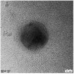 <p>Figure 4. TEM image of <em>Tinospora cordifolia </em>loaded phytoniosomes.</p>
